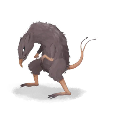 Rat bicaudé